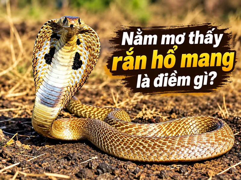 nam-mo-thay-ran-ho-mang-giai-ma-diem-bao-trong-tung-giac-mo-6